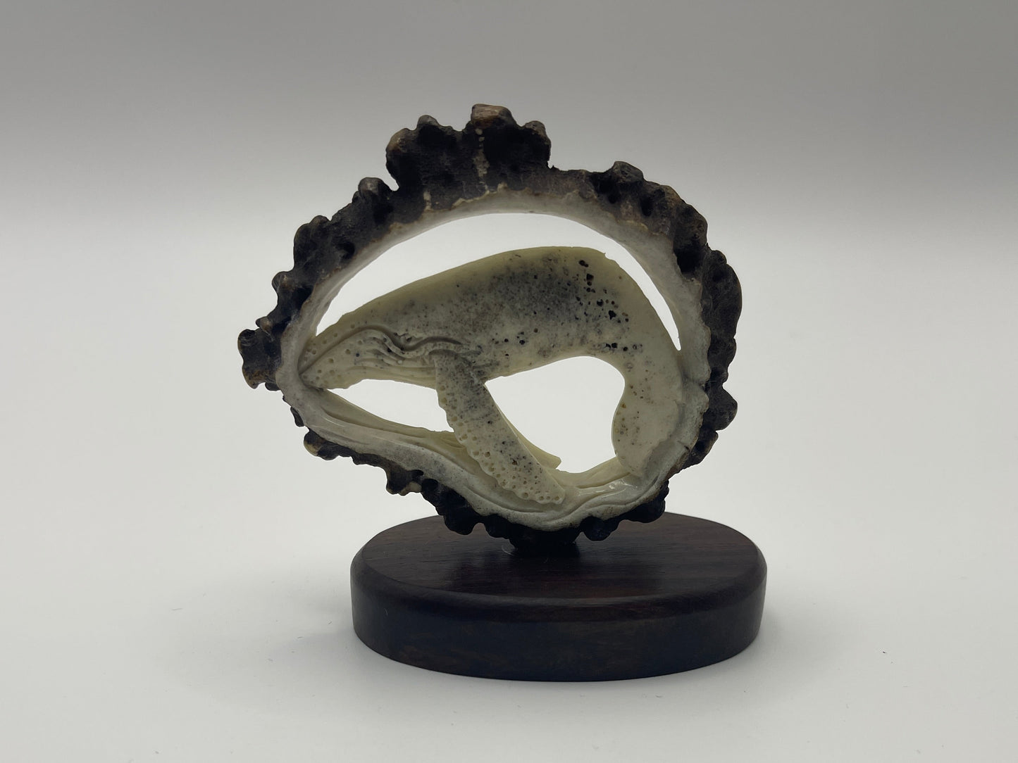 Antler Humpback Whale